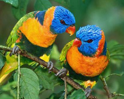 聪明动物排行榜：除人类之外最聪明的十种动物