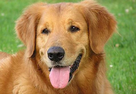 聪明动物排行榜：除人类之外最聪明的十种动物