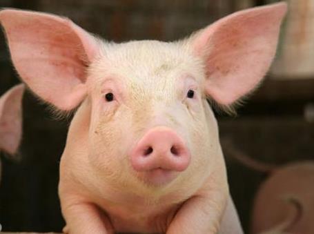 聪明动物排行榜：除人类之外最聪明的十种动物