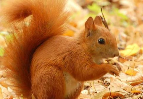 聪明动物排行榜：除人类之外最聪明的十种动物