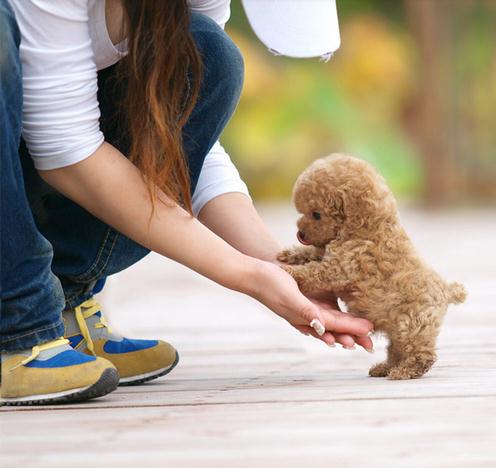 什么狗最好养：家养什么狗好及十大适合家养在狗