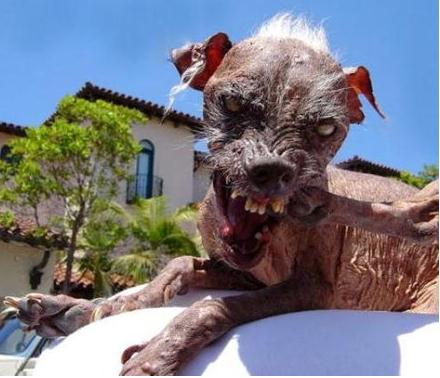 世界上最丑的狗：超级可爱的十大最丑狗狗（图）