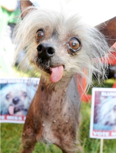 世界上最丑的狗：超级可爱的十大最丑狗狗（图）