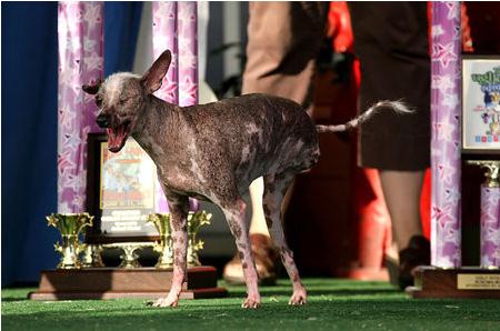 世界上最丑的狗：超级可爱的十大最丑狗狗（图）