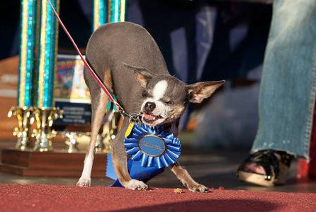 世界上最丑的狗：超级可爱的十大最丑狗狗（图）