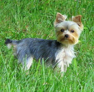 长不大的宠物狗:什么样在宠物狗长不大大盘点 长不大的宠物狗:什么样在宠物狗长不大大盘点