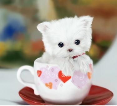 长不大的宠物狗:什么样在宠物狗长不大大盘点 长不大的宠物狗:什么样在宠物狗长不大大盘点