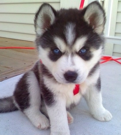 哈士奇怎么养：想养好哈奇士你需要这样做