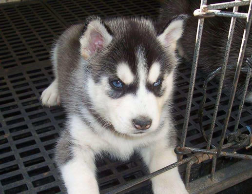 哈士奇怎么养：想养好哈奇士你需要这样做