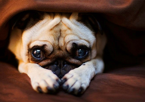 大眼萌狗有趣图片：快看狗狗都在对你卖萌呢