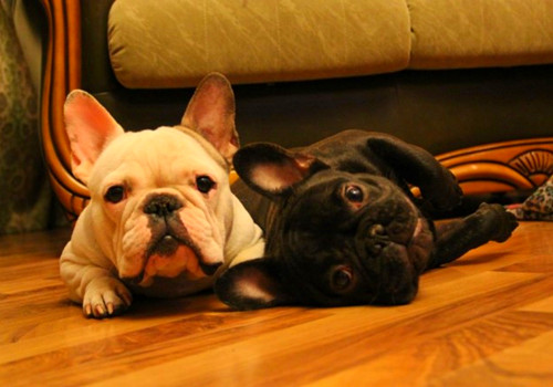 大眼萌狗有趣图片：快看狗狗都在对你卖萌呢