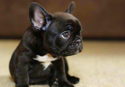 大眼萌狗有趣图片：快看狗狗都在对你卖萌呢