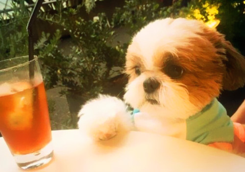 大眼萌狗有趣图片：快看狗狗都在对你卖萌呢