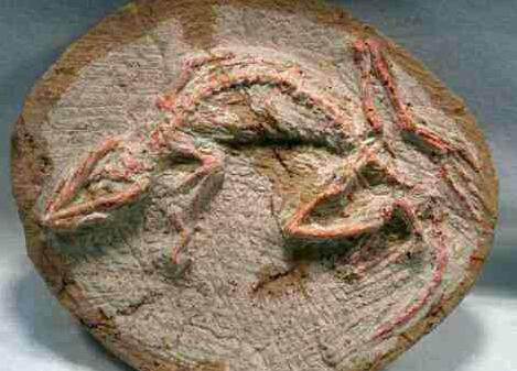 老人野外寻宝捡一堆石头真发了(组图) 老人野外寻宝捡一堆石头真发了(组图)