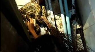 墙角异响 开灯后上演惊险一幕...(图) 墙角异响 开灯后上演惊险一幕...(图)