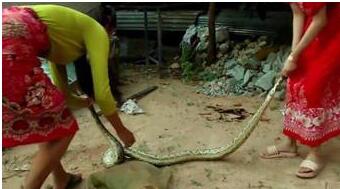 墙角异响 开灯后上演惊险一幕...(图) 墙角异响 开灯后上演惊险一幕...(图)