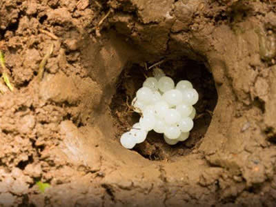 男子野外发现白颗粒取出后看傻（图）