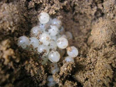 男子野外发现白颗粒取出后看傻（图）