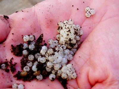 男子野外发现白颗粒取出后看傻（图）