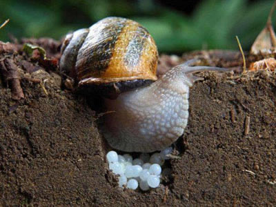 男子野外发现白颗粒取出后看傻（图）