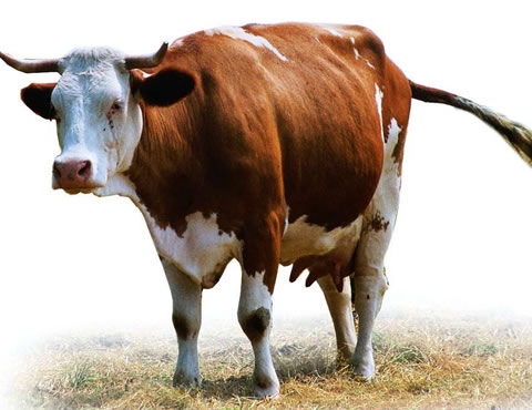 属牛的属相婚配表大全：男女属牛的属相婚配表大全