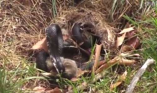 黑蛇吞食小兔崽 母兔见状竟…（组图）