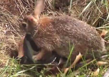 黑蛇吞食小兔崽 母兔见状竟…（组图）