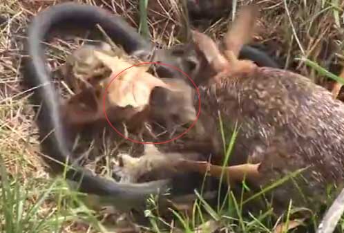 黑蛇吞食小兔崽 母兔见状竟…（组图）