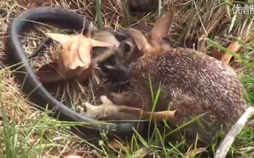黑蛇吞食小兔崽 母兔见状竟…（组图）