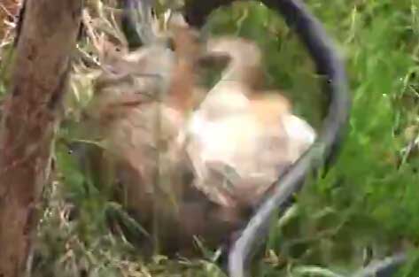 黑蛇吞食小兔崽 母兔见状竟…（组图）