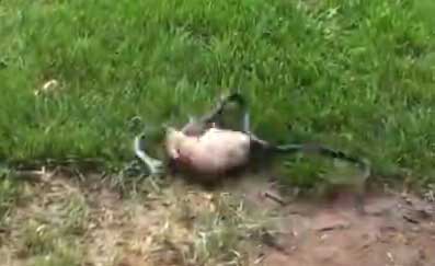 黑蛇吞食小兔崽 母兔见状竟…（组图）