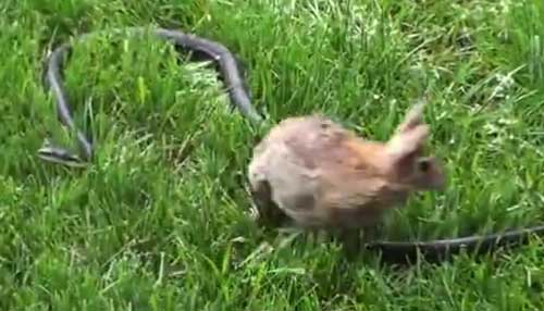 黑蛇吞食小兔崽 母兔见状竟…（组图）