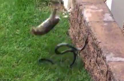 黑蛇吞食小兔崽 母兔见状竟…（组图）