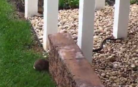 黑蛇吞食小兔崽 母兔见状竟…（组图）