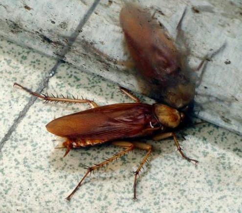 灭蟑螂的最有效方法:7种天然驱蟑方法 灭蟑螂的最有效方法:7种天然驱蟑方法