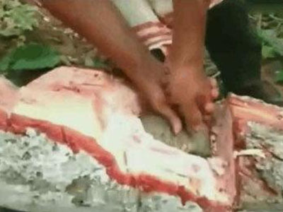 男子竟在树干里抓到这物（图）