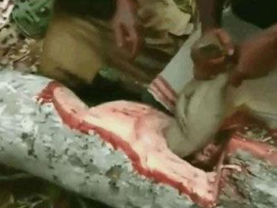 男子竟在树干里抓到这物（图）