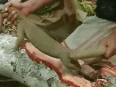 男子竟在树干里抓到这物（图）