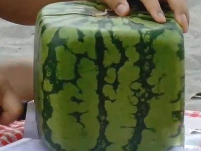 天价买回方形西瓜切开后惊呆了（图）