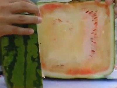 天价买回方形西瓜切开后惊呆了（图）