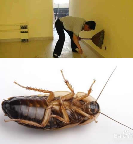 家里有蟑螂怎么办：快速消除蟑螂方法