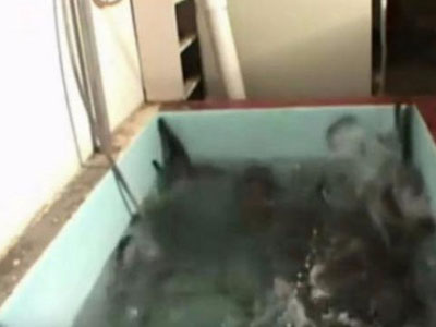 男子把硫酸倒黄鳝池里结果……(图) 男子把硫酸倒黄鳝池里结果……(图)