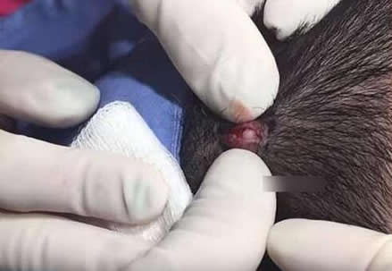 划开头皮竟长出这么可怕的东西(图) 划开头皮竟长出这么可怕的东西(图)