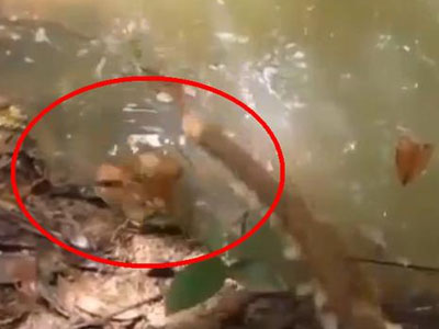 男子用棍动了下水里这物：吓的直接逃跑（图）