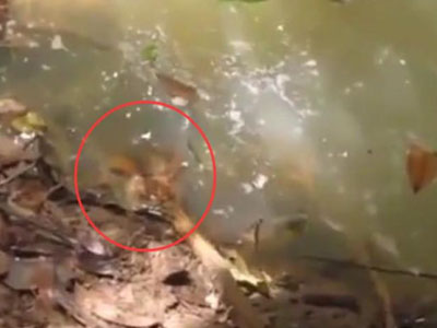 男子用棍动了下水里这物：吓的直接逃跑（图）