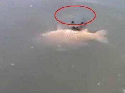 男子看到一大鲤鱼仔细一看吓跑（图）