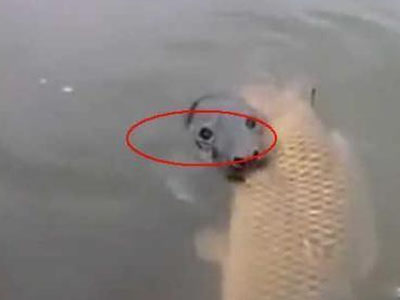 男子看到一大鲤鱼仔细一看吓跑（图）