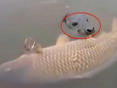 男子看到一大鲤鱼仔细一看吓跑（图）