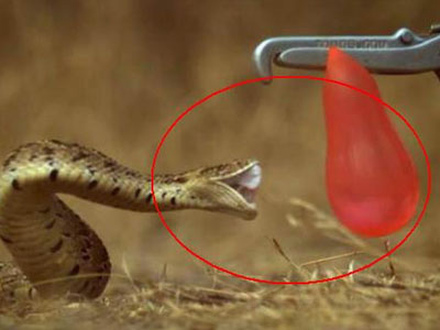 用气球挑逗毒蛇下一秒感觉发寒（图）