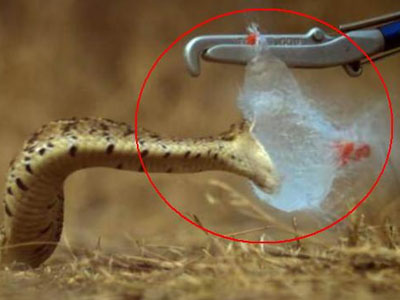 用气球挑逗毒蛇下一秒感觉发寒（图）